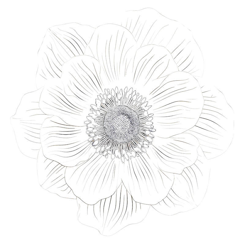 Whisperae flower – full colour